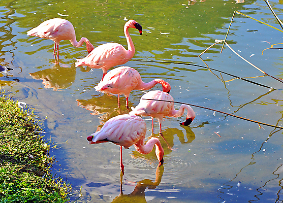 포토 JPG 해외이미지 주간 동물 공원 호수 야생동물 분홍색 백그라운드 북아메리카 자연 조류 표면 이끼 서기 풍경 사람없음 야외 물 강 환경 미국 가을 시골 연못 그룹 습지 허브 그림 생태계 장면 석호 내추럴 동물상 전국 많음 플로리다 해외202004 해외포토 자연요소 식물 계절 공공시설 컬러 컨셉 모션 아메리카 조형물 파일형식 이미지허브