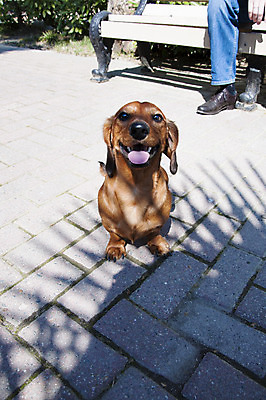 포토 JPG 해외이미지 동물 응시 행복 새끼 백그라운드 장난 포유류 자연 털 앉기 사람없음 야외 빨간색 반려동물 갈색 점프 기쁨 흰색 소시지 개 달콤 강아지 작음 자르기 닥스훈트 사냥개 귀 주둥이 송곳니 강렬 고립 기르기 유래 총구 해외202004 해외포토 시선 감정 컬러 모션 신체부위 가공식품 맛 치아 크기 생태계 돌봄 파일형식 이미지허브