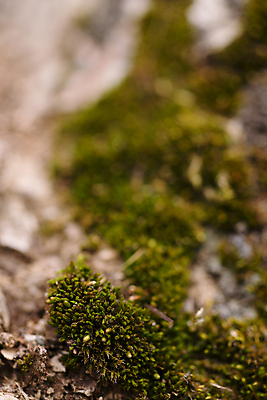 포토 JPG 해외이미지 나무 식물 계절 공원 백그라운드 패턴 자연 벽지 표면 날씨 추상 이끼 사람없음 야외 목재 초록색 갈색 환경 정원 봄 회색 가을 나뭇가지 거친 닫기 숲 허브 피부 묘사 질감 호두 나무껍질 안심 내추럴 생태학 옛날 해외202004 해외포토 공공시설 교육 컬러 무늬 재료 모션 육류 신체부위 견과류 껍질 생태계 파일형식 이미지허브