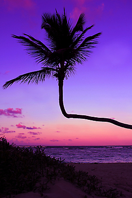포토 JPG 해외이미지 나무 구름 실루엣 모래 바다 섬 여행 백그라운드 오렌지 자연 벽지 하늘 아침 휴가 손바닥 풍경 사람없음 야외 빨간색 물 여름 햇빛 태양 여행객 평화 일출 침묵 황혼 일몰 야간 저녁 장면 코코넛 이국적 파라다이스 해외202004 해외포토 주간 자연요소 식물 손 계절 컬러 컨셉 과일 촬영기법 사람 노을 소리 생태계 파일형식 이미지허브