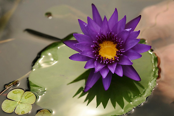 포토 JPG 해외이미지 식물 계절 꽃잎 꽃 잎 꽃무늬 자연 연꽃 사람없음 야외 가로 초록색 물 여름 반사 노란색 환경 정원 보라색 벚꽃 흰색 연못 개화 백합 패드 이국적 해외202004 해외포토 자연요소 컬러 무늬 생태계 파일형식 이미지허브