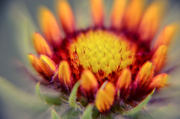 포토 JPG 해외이미지 식물 계절 꽃잎 꽃 백그라운드 꽃무늬 밭 오렌지 자연 추상 사람없음 야외 빨간색 초록색 컬러풀 태양 갈색 노란색 정원 검은색 봄 들꽃 벚꽃 흰색 신선 닫기 6월 원예 데이지 내추럴 고립 해외202004 해외포토 자연요소 컬러 무늬 농업 과일 모션 취미 날짜 생태계 파일형식 이미지허브