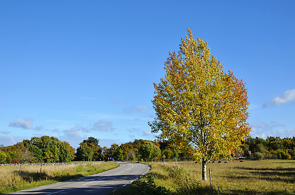 포토 JPG 해외이미지 나무 계절 도로 잎 농업 곡선 오렌지 자연 하늘 따뜻함 스웨덴 풍경 사람없음 야외 파란색 빛 컬러풀 노란색 평화 활발 가을 시골 황금 땅 10월 내추럴 해외202004 해외포토 식물 산업 길 선 컬러 컨셉 과일 교통시설 북유럽 날짜 생태계 파일형식 이미지허브