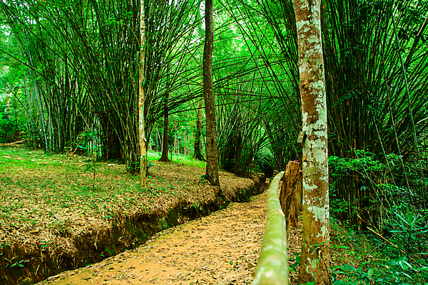 포토 JPG 해외이미지 나무 식물 공원 백그라운드 자연 사람없음 초록색 정원 성장 신선 숲 대나무 해외202004 해외포토 공공시설 컬러 생태계 파일형식 이미지허브