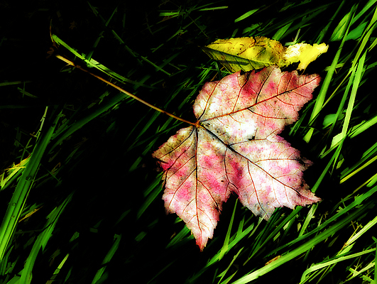 포토 JPG 해외이미지 나무 잎 자연 사람없음 야외 빨간색 초록색 컬러풀 가을 숲 진홍색 땅바닥 해외202004 해외포토 식물 계절 컬러 바닥 생태계 파일형식 이미지허브