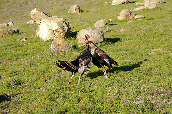 포토 JPG 해외이미지 남자 조류 사람없음 빨간색 컬러풀 깃털 싸움 해외202004 해외포토 동물 컬러 모션 사람 파일형식 이미지허브