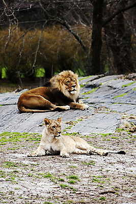 포토 JPG 해외이미지 동물 여자 남자 포유류 자연 함께함 동물원 사람없음 고양이 사자 왕 갈기 암사자 해외202004 해외포토 컨셉 사람 반려동물 암컷 생태계 파일형식 이미지허브