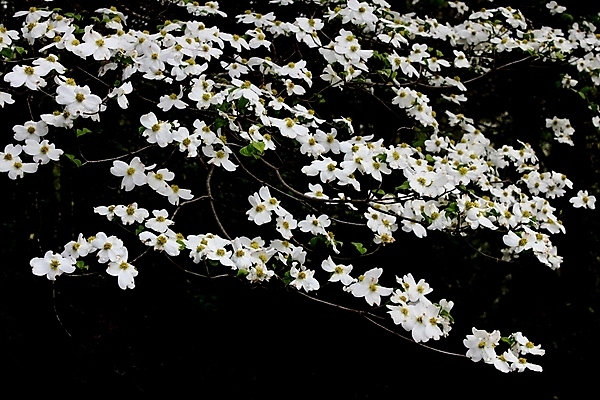 포토 JPG 해외이미지 식물 꽃잎 꽃 백그라운드 자연 새로움 사람없음 정원 봄 개화 수분 꽃가루 강렬 해외202004 해외포토 계절 컨셉 가루 생태계 파일형식 이미지허브