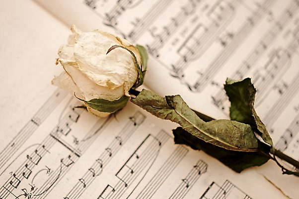 포토 JPG 해외이미지 식물 꽃 종이 음악 텍스트 건조 사람없음 책 장미 추위 오픈 심볼 향수 싱글 페이지 구식 옛날 해외202004 해외포토 문화예술 화장품 파일형식 이미지허브