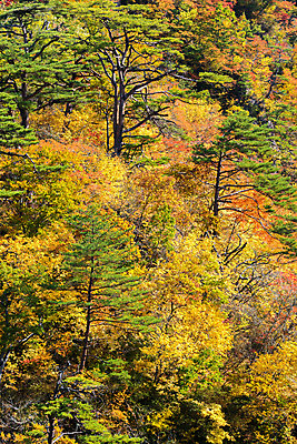 포토 JPG 해외이미지 나무 식물 계절 단풍 잎 자연 산 풍경 사람없음 야외 목재 빨간색 초록색 컬러풀 노란색 여행객 골짜기 계곡 일본 폭포 기차 가을 시골 개울 선로 해외202004 해외포토 아시아 육상교통 컬러 재료 대중교통 사람 강 생태계 파일형식 이미지허브