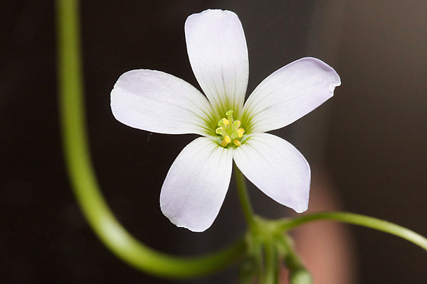 포토 JPG 해외이미지 식물 꽃 백그라운드 농업 자연 사람없음 야외 장식 초록색 컬러풀 정원 흰색 닫기 클로버 토끼풀 아일랜드 라일락 해외202004 해외포토 유럽 산업 컬러 모션 생태계 파일형식 이미지허브