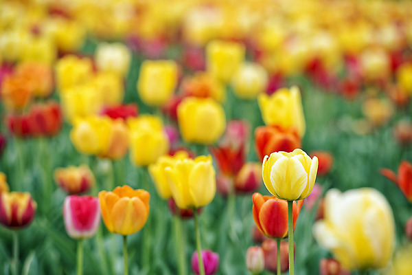 포토 JPG 해외이미지 식물 계절 공원 꽃 꽃다발 백그라운드 잎 꽃무늬 밭 자연 부활절 발렌타인데이 3 사람없음 야외 빨간색 초록색 컬러풀 햇빛 태양 노란색 정원 보라색 침묵 봄 튤립 벚꽃 광선 축하 신선 닫기 5월 꽃집 엽서 내추럴 강렬 블러 해외202004 해외포토 자연요소 공공시설 기념일 컬러 컨셉 무늬 농업 모션 데이이벤트 상점 소리 날짜 편지 생태계 파일형식 이미지허브