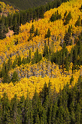 포토 JPG 해외이미지 나무 잎 자연 하늘 산 풍경 사람없음 야외 파란색 노란색 가을 시골 소나무 숲 언덕 화산 멀리 콜로라도 해외202004 해외포토 식물 계절 컬러 미국 생태계 파일형식 이미지허브