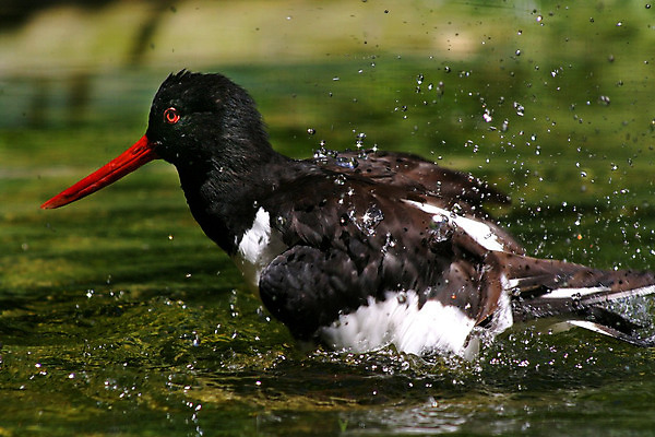 포토 JPG 해외이미지 모래 바다 오렌지 조류 영국 잉글랜드 사람없음 물 달리기 햇빛 검은색 흰색 깃털 부리 해외202004 해외포토 자연요소 동물 유럽 컬러 과일 모션 태양 파일형식 이미지허브