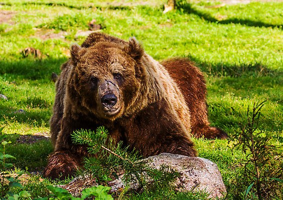 포토 JPG 해외이미지 나무 동물 응시 야생동물 곰 포유류 자연 털 사람없음 야외 갈색 숲 위험 큼 육식동물 해외202004 해외포토 식물 시선 컬러 컨셉 크기 생태계 파일형식 이미지허브
