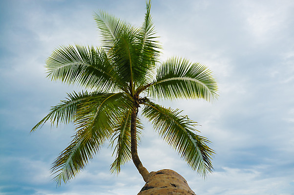 포토 JPG 해외이미지 나무 1 사람없음 가로 야자수 햇빛 맑음 큼 이국적 해외202004 해외포토 식물 날씨 태양 크기 파일형식 이미지허브