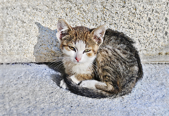 포토 JPG 해외이미지 동물 1 포유류 자연 수염 거리 사람없음 야외 반려동물 고양이 손상 추위 슬픔 흰색 고독 울음 작음 무서움 가난 모피 버리기 코 부드러움 노숙자 우울증 입양 헬프 해외202004 해외포토 감정 컬러 컨셉 모션 표정 신체부위 도움 감각 질병 크기 생태계 파일형식 이미지허브