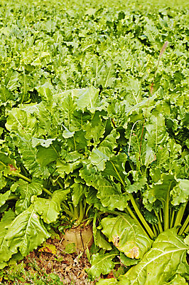 포토 JPG 해외이미지 식물 계절 밭 농업 채소 자연 사람없음 야외 초록색 농작물 농장 농경지 수확 시골 큼 설탕 뿌리 땅바닥 밭일 비트 해외202004 해외포토 산업 컬러 바닥 크기 생태계 파일형식 이미지허브