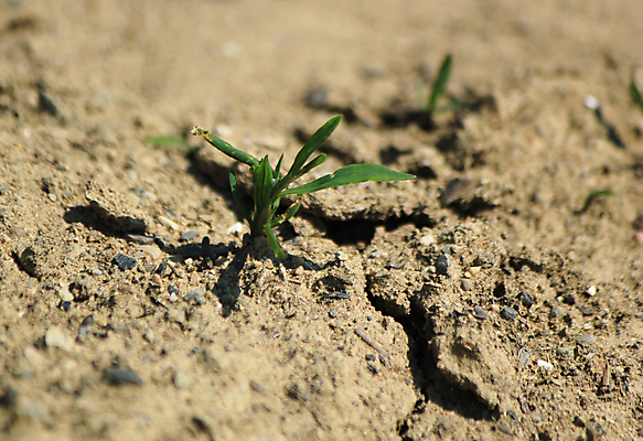포토 JPG 해외이미지 식물 자연 표면 추상 건조 들기 사람없음 야외 초록색 환경 희망 흙 봄 활발 사막 성장 죽음 신선 칼날 황무지 변화 발사 땅 부식 부드러움 가뭄 땅바닥 생태학 재앙 해외202004 해외포토 계절 교육 감정 컬러 컨셉 무늬 모션 날씨 바닥 감각 생태계 파일형식 이미지허브