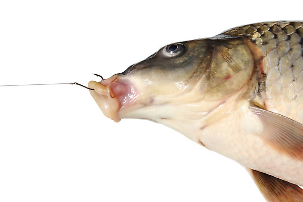 포토 JPG 해외이미지 동물 1 밧줄 스포츠 성공 낚시 생맥주 저울 어류 취미 사람없음 강 머리 수확 흰색 신선 잡기 입 운반 행운 고리 재산 닫기 정상 위험 입술 날것 각도 날카로움 어장 기어 잉어 고립 동물상 민물 해외202004 해외포토 줄 컬러 컨셉 농업 모션 레저 맥주 신체부위 금융 조형물 수중동물 파일형식 이미지허브