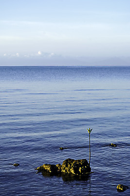 포토 JPG 해외이미지 나무 식물 바다 잎 자연 하늘 새로움 씨앗 풍경 사람없음 초록색 물 파란색 환경 성장 고독 보호 작음 순환 내추럴 모종 생태학 수평선 해외202004 해외포토 자연요소 교육 감정 컬러 컨셉 모션 크기 생태계 파일형식 이미지허브