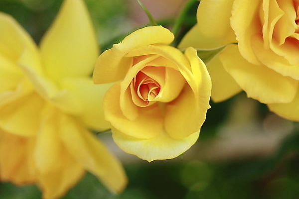 포토 JPG 해외이미지 식물 꽃 잎 꽃무늬 자연 사람없음 야외 초록색 여름 빛 장미 노란색 정원 벚꽃 신선 개화 소프트포커스 원예 꽃가루 내추럴 해외202004 해외포토 계절 컬러 무늬 촬영기법 취미 가루 생태계 파일형식 이미지허브