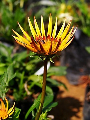 포토 JPG 해외이미지 식물 꽃잎 꽃 분홍색 꽃무늬 오렌지 자연 국화 사람없음 빨간색 여름 세트 컬러풀 장미 노란색 보라색 봄 활발 벚꽃 흰색 신선 개화 그룹 난초 변화 선택 백합 자르기 수집 달리아 제비꽃 묘사 코스모스 데이지 붓꽃 고립 섞기 아욱 많음 피튜니아 해외202004 해외포토 계절 컬러 컨셉 무늬 과일 모션 생태계 파일형식 이미지허브