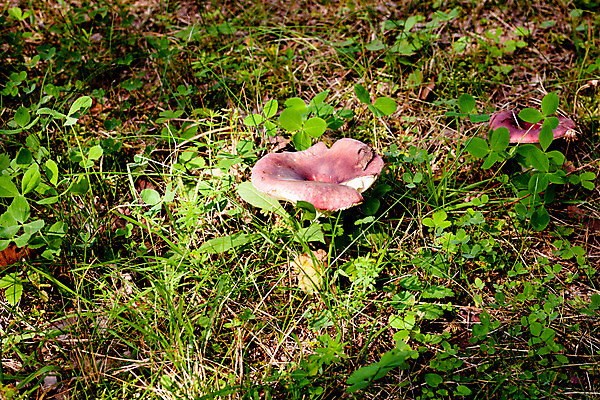 포토 JPG 해외이미지 식물 분홍색 잎 2 자연 사람없음 야외 가로 초록색 갈색 버섯 작음 곰팡이 그물버섯 많음 해외202004 해외포토 컬러 컨셉 크기 생태계 파일형식 이미지허브