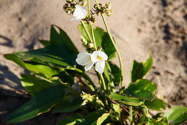 포토 JPG 해외이미지 식물 꽃 모래 바다 여행 백그라운드 꽃무늬 요트 자연 하늘 휴가 풍경 잔디 사람없음 장식 여름 파란색 강 스파 흰색 신선 모래언덕 주말 아르헨티나 내추럴 혼자 플로리다 해외202004 해외포토 계절 컬러 무늬 배_교통 미국 남아메리카 언덕 생태계 파일형식 이미지허브
