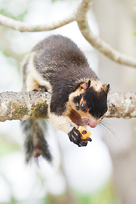포토 JPG 해외이미지 나무 동물 아시아 야생동물 여행 자연 휴가 휴식 앉기 풍경 사람없음 초록색 컬러풀 햇빛 평화 관찰 황무지 편안함 먹기 순수 즐거움 만족 다람쥐 엽서 천국 스리랑카 해외202004 해외포토 식물 감정 나라 컬러 컨셉 모션 태양 감각 설치류 편지 생태계 파일형식 이미지허브