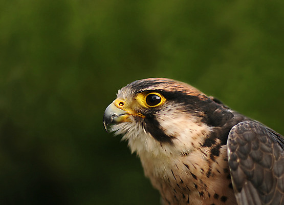 포토 JPG 해외이미지 조류 사람없음 갈색 노란색 회색 먹이 부리 사냥꾼 계산서 해외202004 해외포토 동물 직업 컬러 파일형식 이미지허브