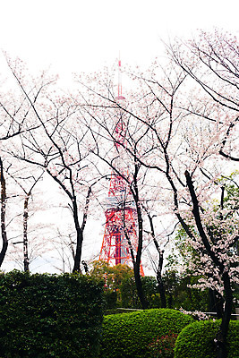 포토 JPG 해외이미지 꽃 아시아 여행 자연 휴가 사람없음 관광지 빛 일본 벚꽃 도쿄 내추럴 해외202004 해외포토 식물 나라 생태계 파일형식 이미지허브