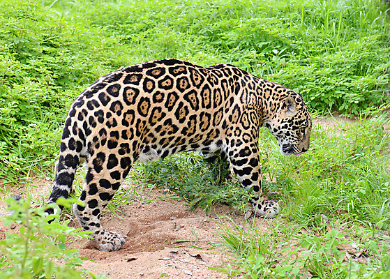 포토 JPG 해외이미지 동물 응시 얼굴 야생동물 포유류 자연 털 동물원 사람없음 야외 초록색 갈색 노란색 걷기 검은색 고양이 점 위험 큼 사파리 육식동물 사냥꾼 멸종 표범 재규어 해외202004 해외포토 직업 시선 컬러 컨셉 모션 신체부위 반려동물 크기 생태계 파일형식 이미지허브