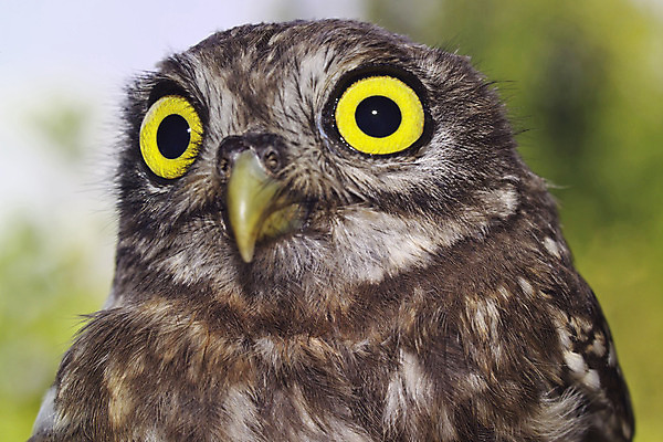 포토 JPG 해외이미지 동물 응시 유럽 얼굴 야생동물 날개 자연 조류 사람없음 가로 갈색 야간 깃털 사냥 부리 육식동물 부엉이 사냥꾼 육식 해외202004 해외포토 자연요소 직업 시선 나라 컬러 신체부위 생태계 파일형식 이미지허브