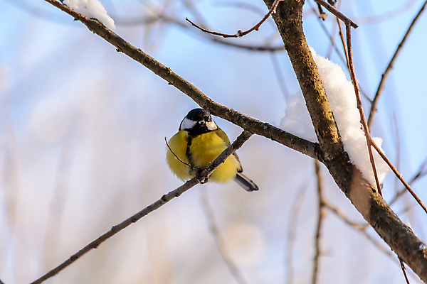 포토 JPG 해외이미지 나무 동물 계절 공원 야생동물 백그라운드 겨울 날개 자연 조류 사람없음 야외 목재 컬러풀 햇빛 태양 갈색 노란색 환경 정원 맑음 냉동 검은색 추위 흰색 나뭇가지 숲 작음 깃털 서리 부리 내추럴 동물상 눈내림 해외202004 해외포토 자연요소 식물 공공시설 컬러 재료 날씨 눈_날씨 조형물 크기 생태계 파일형식 이미지허브
