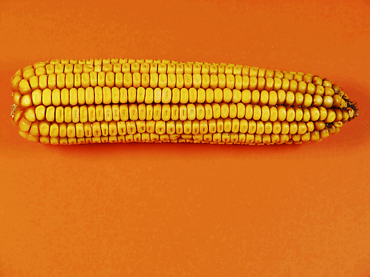 포토 JPG 해외이미지 스튜디오촬영 식물 1 음식 농업 다이어트 오렌지 옥수수 씨앗 사람없음 농작물 농장 노란색 수확 쓰레기통 가을 시골 낟알 8월 외양간 밭일 숙성 해외202004 해외포토 계절 산업 컬러 과일 곡류 실내 건강 날짜 파일형식 이미지허브