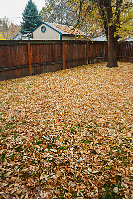 포토 JPG 해외이미지 나무 계절 단풍 잎 오렌지 자연 주택 풍경 잔디 사람없음 야외 울타리 컬러풀 갈색 환경 정원 침묵 수확 성장 가을 시원함 9월 장면 흙더미 주인 10월 갈퀴 뒤뜰 땅바닥 카피스페이스 해외202004 해외포토 식물 컬러 농업 과일 바닥 건물 담장 소리 흙 공백 날짜 생태계 파일형식 더미 이미지허브
