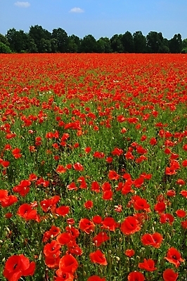 포토 JPG 해외이미지 식물 꽃 밭 풍경 사람없음 빨간색 여름 봄 벚꽃 양귀비 해외202004 해외포토 계절 컬러 농업 파일형식 이미지허브