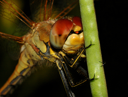 포토 JPG 해외이미지 동물 꽃 야생동물 곤충 잎 날개 자연 사람없음 목재 정원 나뭇가지 용 황무지 벌레 모기 해외202004 해외포토 나무 식물 재료 해충 생태계 파일형식 이미지허브