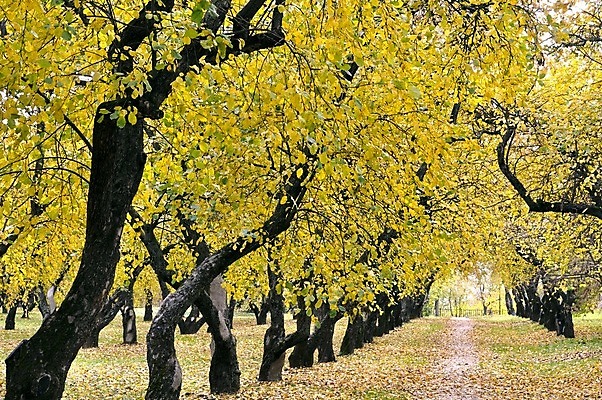 포토 JPG 해외이미지 나무 식물 계절 공원 도로 길 잎 오렌지 자연 풍경 사람없음 목재 초록색 햇빛 갈색 노란색 가을 나뭇가지 시골 황금 숲 10월 해외202004 해외포토 공공시설 컬러 과일 재료 교통시설 태양 날짜 생태계 파일형식 이미지허브