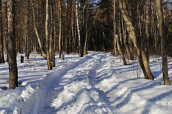 포토 JPG 해외이미지 나무 계절 도로 길 지구 줄기 여행 백그라운드 겨울 교통시설 자연 사람없음 야외 목재 햇빛 농장 갈색 환경 맑음 냉동 얼음 흙 추위 흰색 시골 소나무 숲 발자국 땅 바퀴자국 질감 서리 러시아 먼지 북쪽 전나무 땅바닥 루트 선로 자취 해외202004 해외포토 자연요소 식물 유럽 컬러 교통 농업 재료 자국 날씨 바닥 태양 방향 시설 생태계 파일형식 이미지허브