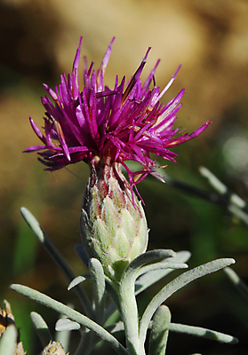 포토 JPG 해외이미지 꽃 백그라운드 자연 사람없음 초록색 해외202004 해외포토 식물 컬러 생태계 파일형식 이미지허브