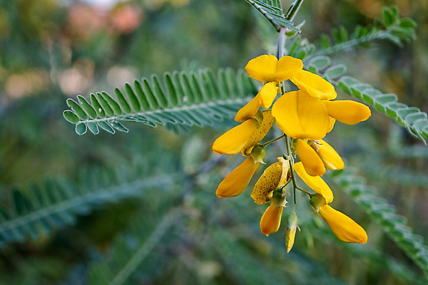 포토 JPG 해외이미지 식물 공원 꽃잎 꽃 아시아 음식 백그라운드 잎 꽃무늬 채소 태국 자연 추상 바나나 사람없음 야외 가로 초록색 빛 노란색 세일 쌓기 정원 벚꽃 나뭇가지 신선 개화 시장 허브 지역 소매 내추럴 식용 해외202004 해외포토 나무 공공시설 나라 컬러 무늬 과일 모션 생태계 파일형식 이미지허브
