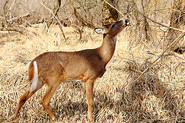 포토 JPG 해외이미지 나무 동물 계절 공원 야생동물 밭 포유류 자연 휴식 뿔 사람없음 야외 갈색 머리 쌓기 달러 흰색 나뭇가지 시골 숲 방목 바퀴자국 싱글 꼬리 사냥 귀 내추럴 동물상 아기사슴 암사슴 해외202004 해외포토 식물 공공시설 새끼 컬러 컨셉 돈 농업 자국 모션 사슴 신체부위 조형물 축산업 암컷 생태계 파일형식 이미지허브