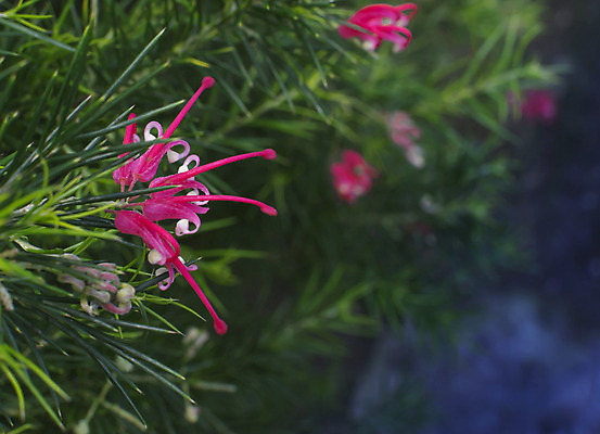 포토 JPG 해외이미지 나무 식물 꽃 분홍색 잎 자연 사람없음 장식 초록색 컬러풀 우주 정원 벚꽃 호주 관목 유기농 원예 내추럴 특별함 향나무 카피스페이스 해외202004 해외포토 웰빙 컬러 컨셉 취미 공백 오세아니아 생태계 파일형식 이미지허브