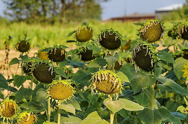 포토 JPG 해외이미지 식물 꽃 유럽 여행 백그라운드 잎 밭 농업 자연 해바라기 씨앗 풍경 사람없음 야외 초록색 여름 농작물 노란색 머리 우주 성장 시골 신선 오픈 닫기 선택 밭일 불가리아 해외202004 해외포토 계절 나라 산업 컬러 컨셉 모션 신체부위 생태계 파일형식 남유럽 이미지허브