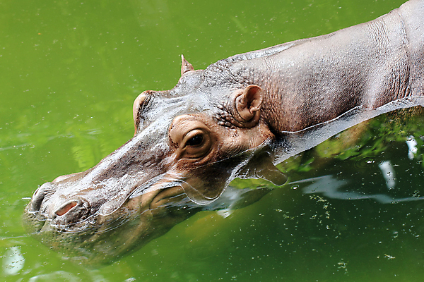 포토 JPG 해외이미지 나무 동물 야생동물 백그라운드 포유류 자연 동물원 사람없음 야외 초록색 반려동물 숲 사파리 피부 꼬리 사냥 하마 해외202004 해외포토 식물 컬러 신체부위 생태계 파일형식 이미지허브