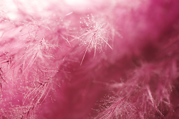 포토 JPG 해외이미지 사람없음 빛 보라색 민들레 부드러움 솜털 해외202004 해외포토 꽃 컬러 감각 파일형식 이미지허브