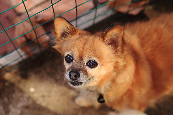 포토 JPG 해외이미지 긴머리 음식 사람없음 반려동물 금발 개 강아지 선탠 치와와 잡종 송곳니 해외202004 해외포토 동물 헤어스타일 포유류 치아 파일형식 이미지허브