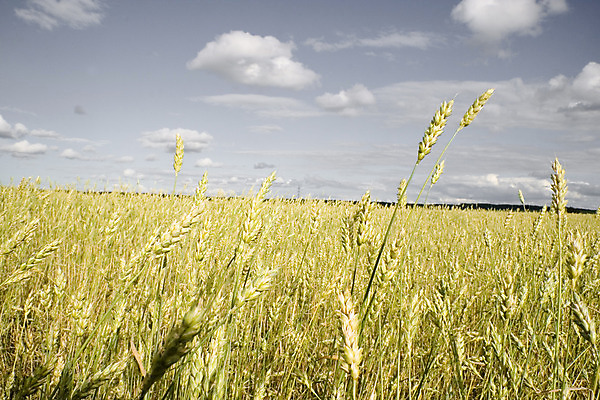 포토 JPG 해외이미지 식물 구름 계절 음식 빵 백그라운드 밭 농업 자연 하늘 건조 건강 씨앗 풍경 사람없음 야외 여름 농작물 햇빛 태양 농장 노란색 수확 성장 흰색 시골 황금 낟알 시리얼 밀 알맹이 귀 가치 밀짚 내추럴 숙성 호밀 해외202004 해외포토 자연요소 산업 컬러 곡류 신체부위 짚 생태계 파일형식 이미지허브
